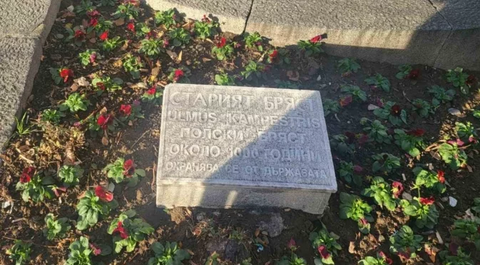 Раззеленил се ствол, живи корени: Ще върне ли МОСВ Стария бряст в регистъра на вековните дървета?