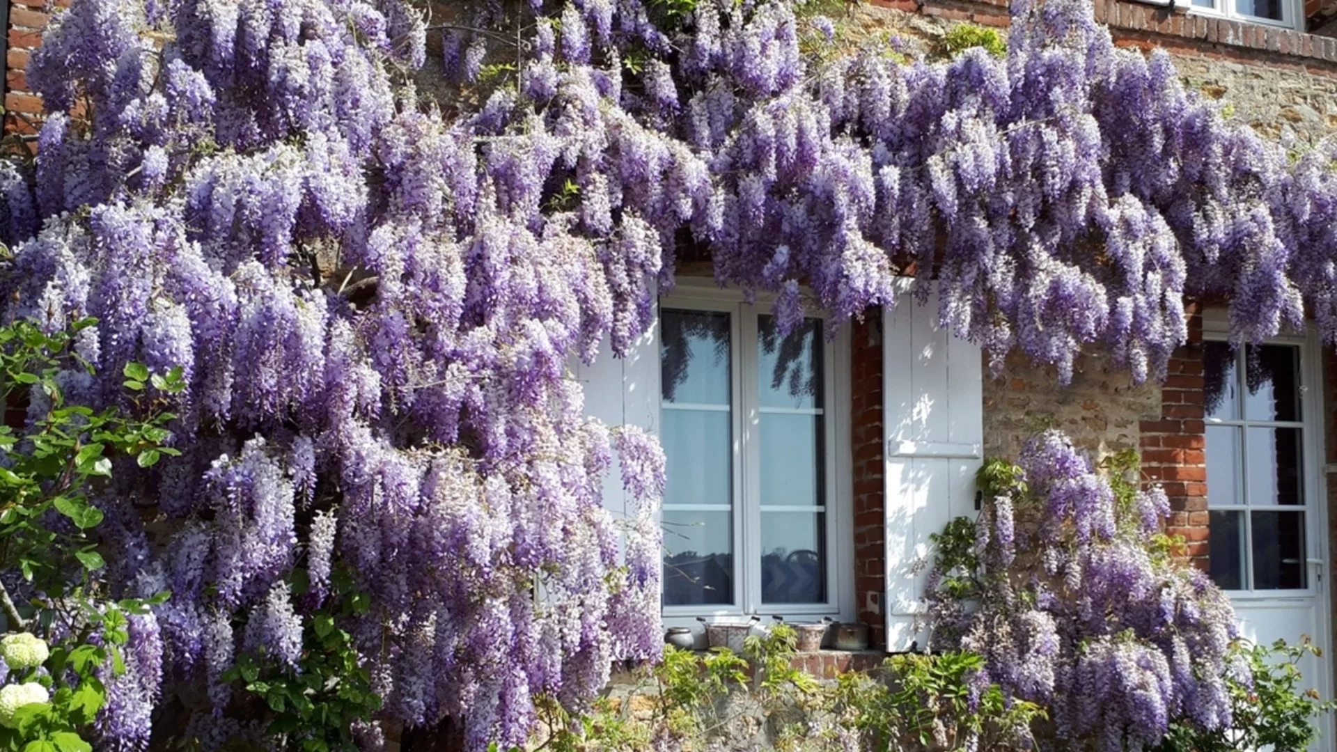 Храстът, който трябва да подрежете през ноември за повече цветя през пролетта