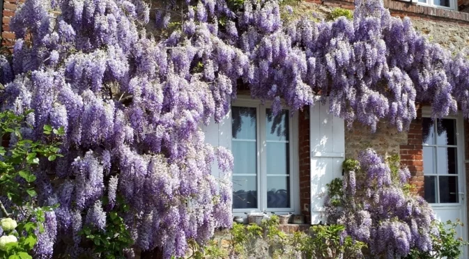 Храстът, който трябва да подрежете през ноември за повече цветя през пролетта