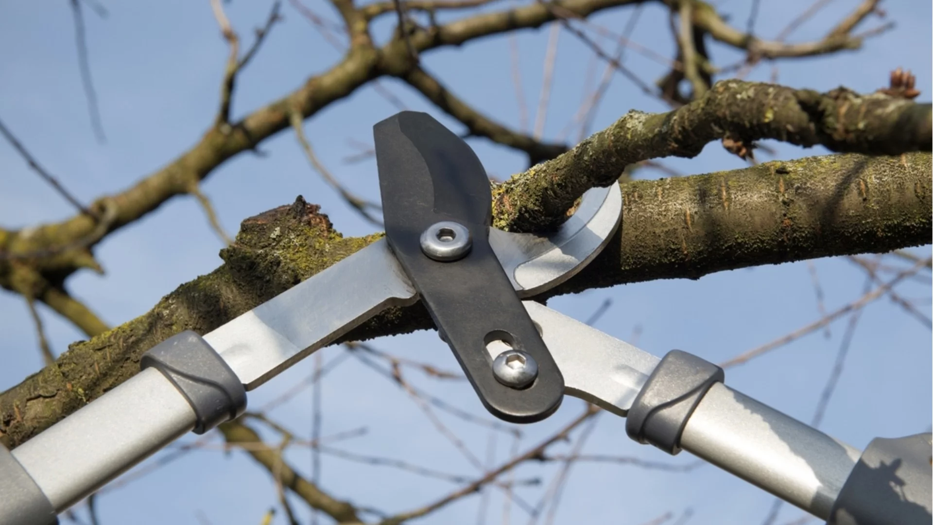 Как да запазите вашето черешово дърво от студените зимни температури 