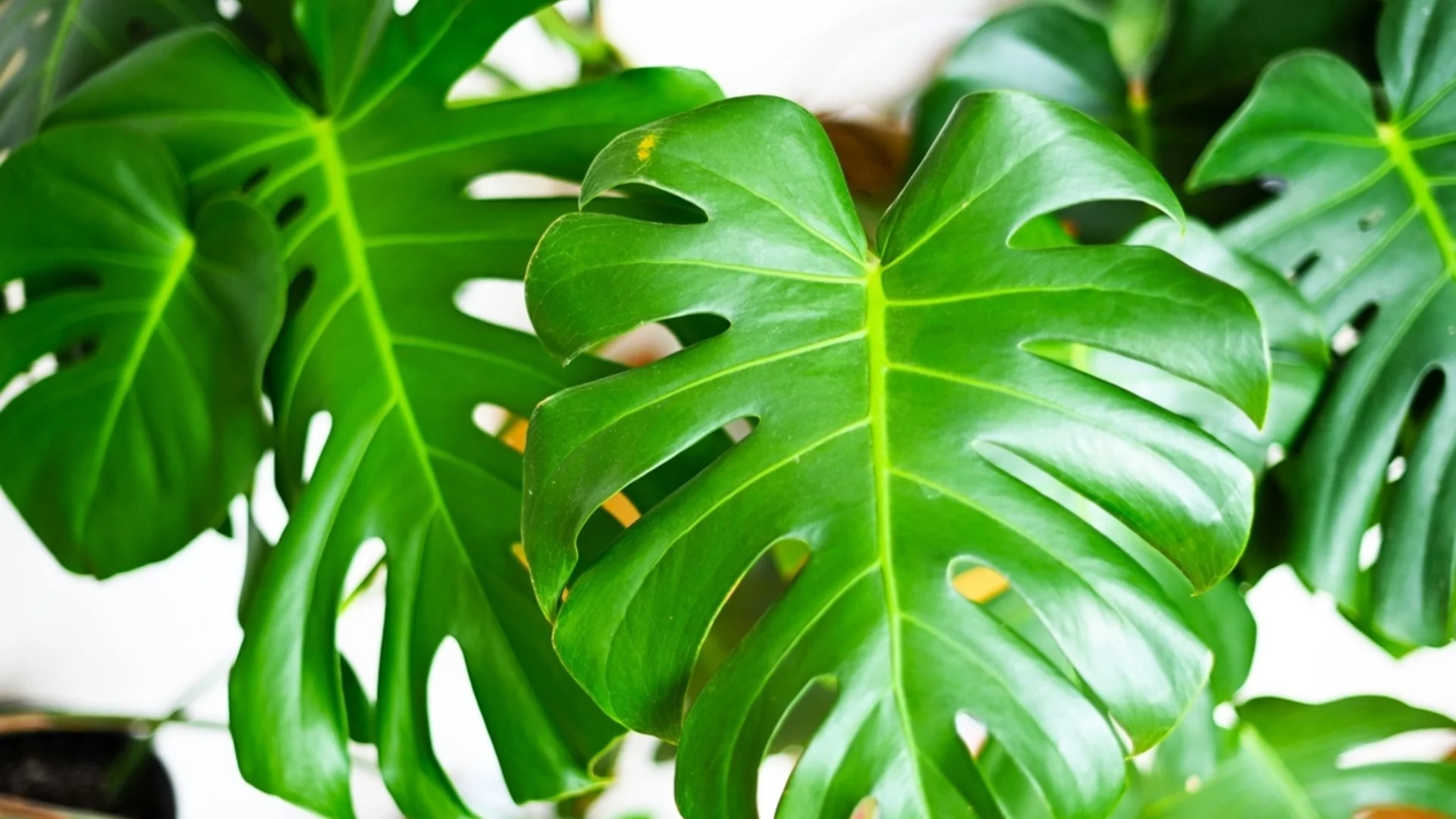 Не изхвърляйте старите четки за зъби - използвайте ги за почистване на листата от прах и вредители