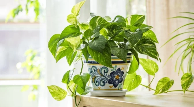 Това е най-подходящото растение за спалня