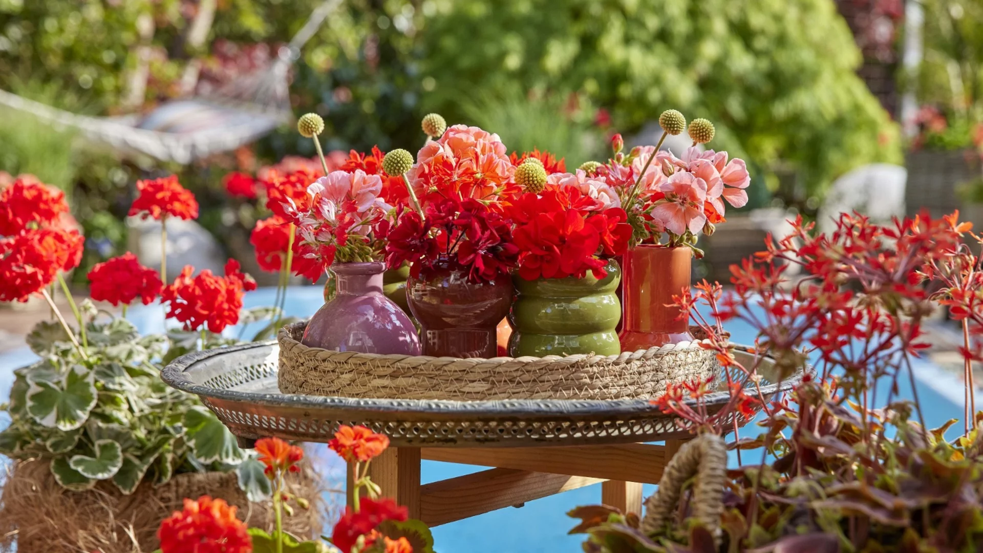 Кои са първите признаци за загниване при мушкатото през зимата