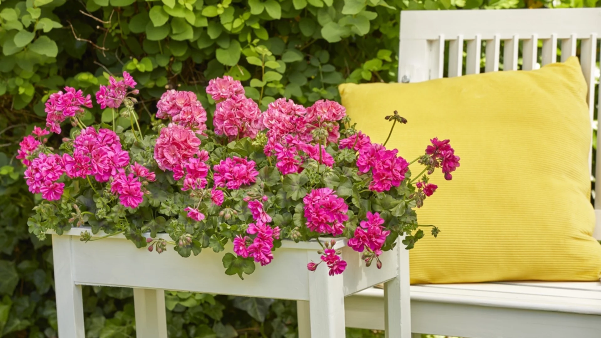 Как да разберем дали мушкатото страда от липса на свеж въздух през зимата