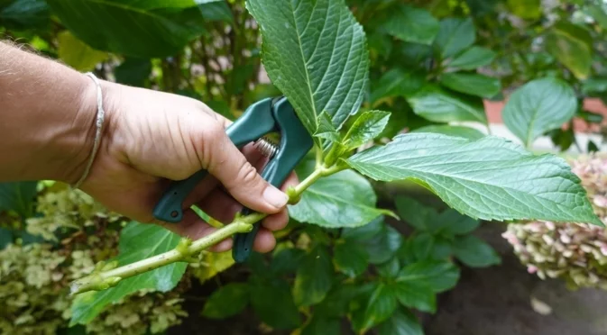 Зеленчуци, които можете лесно да размножите с резници през зимата