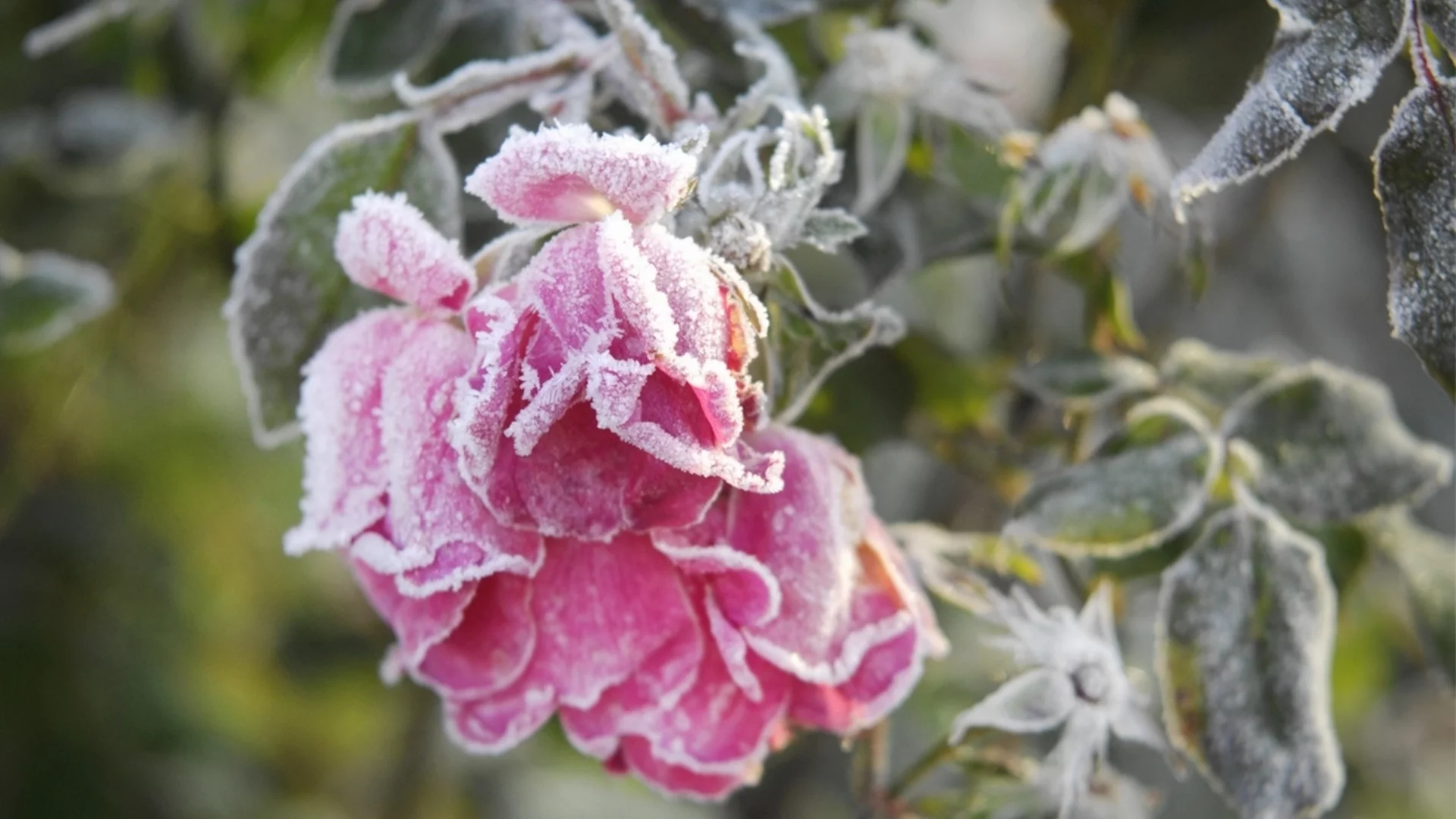 Трик, който ще предпази цветята ви от замръзване