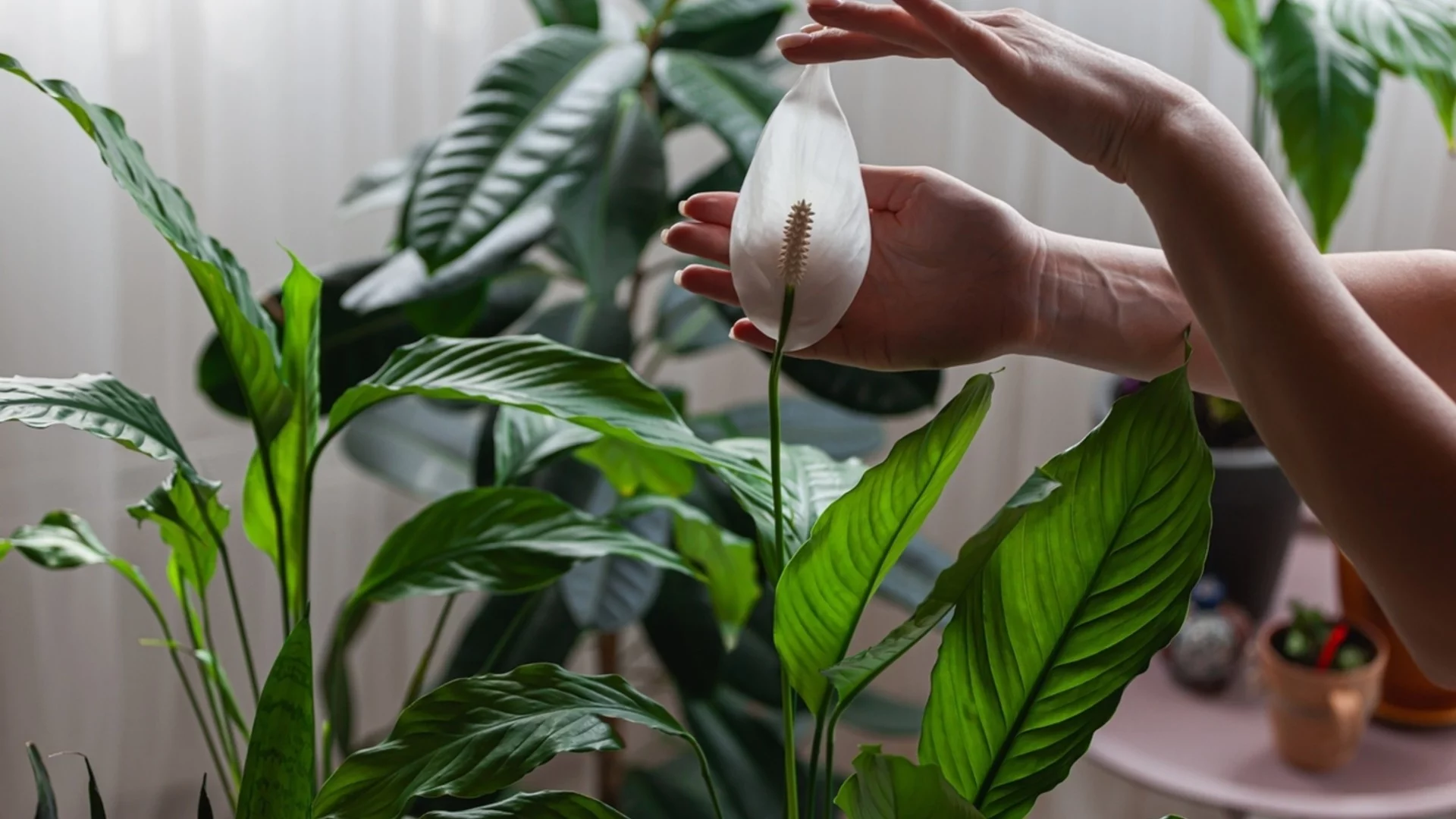 Защо листата на вашия спатифилум увисват