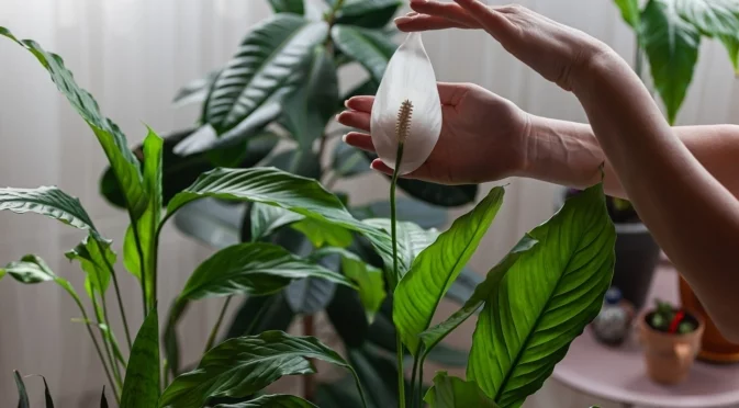 Защо листата на вашия спатифилум увисват