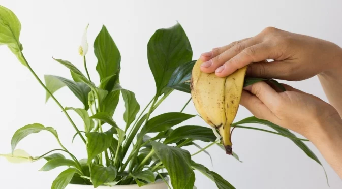 Растения, които трябва да наторите с бананови кори