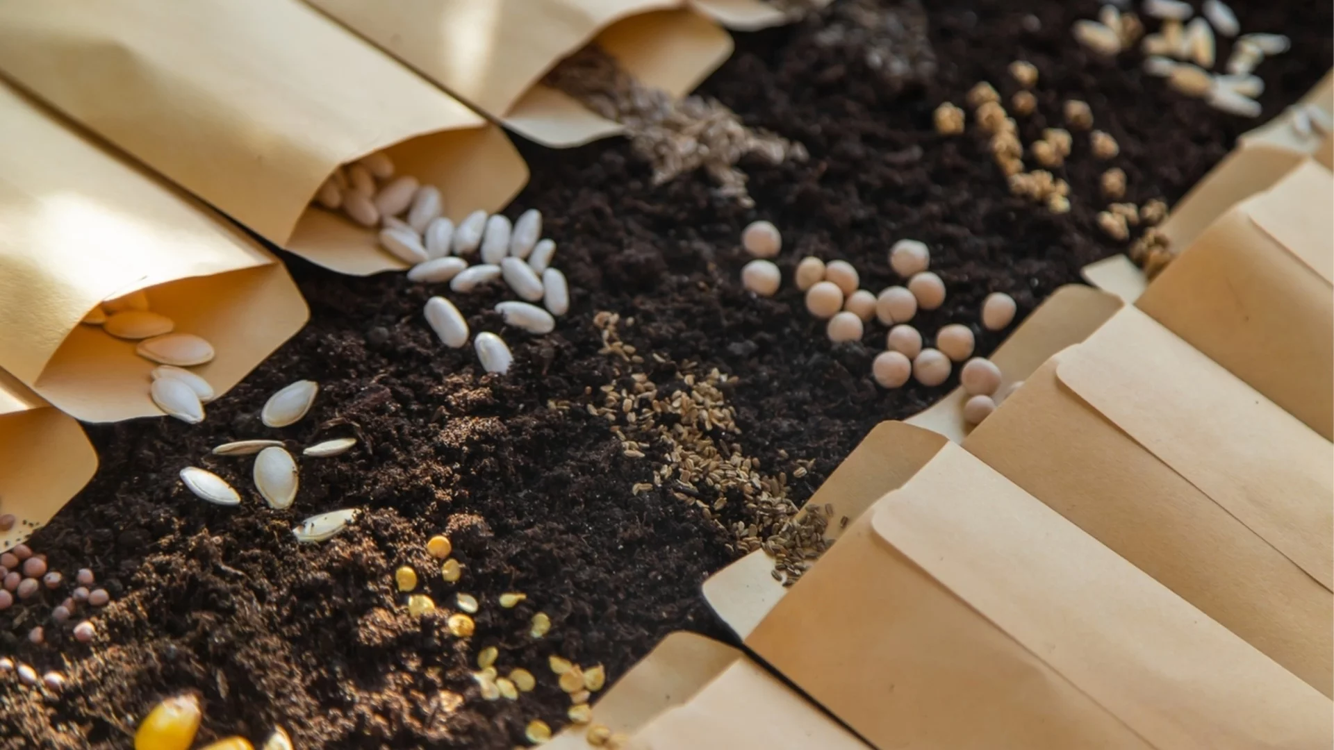 Градински растения, които са по-лесни за отглеждане от семена вместо от разсад