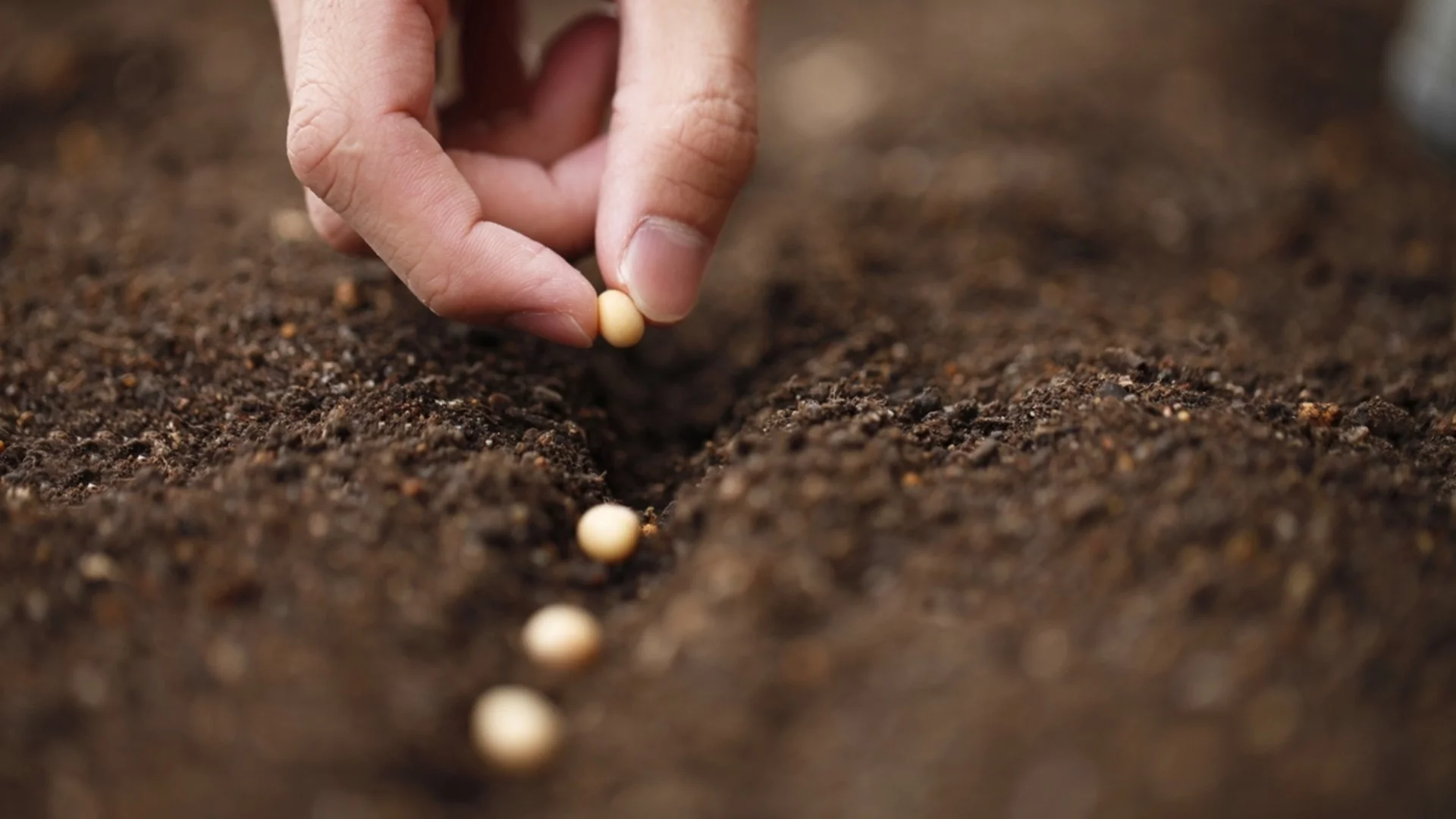 Едногодишни растения, които да засадите преди настъпването на студеното време 