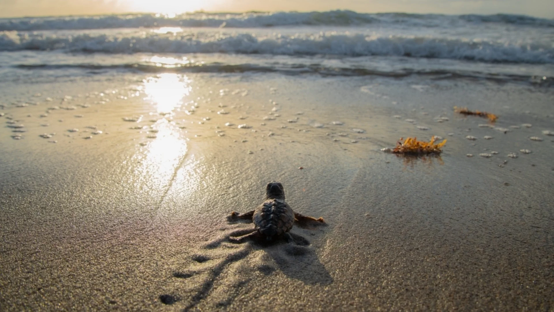 Впечатляващата миграция на морските костенурки: Разкриха тайната им навигация