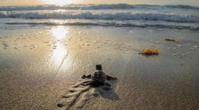 Впечатляващата миграция на морските костенурки: Разкриха тайната им навигация