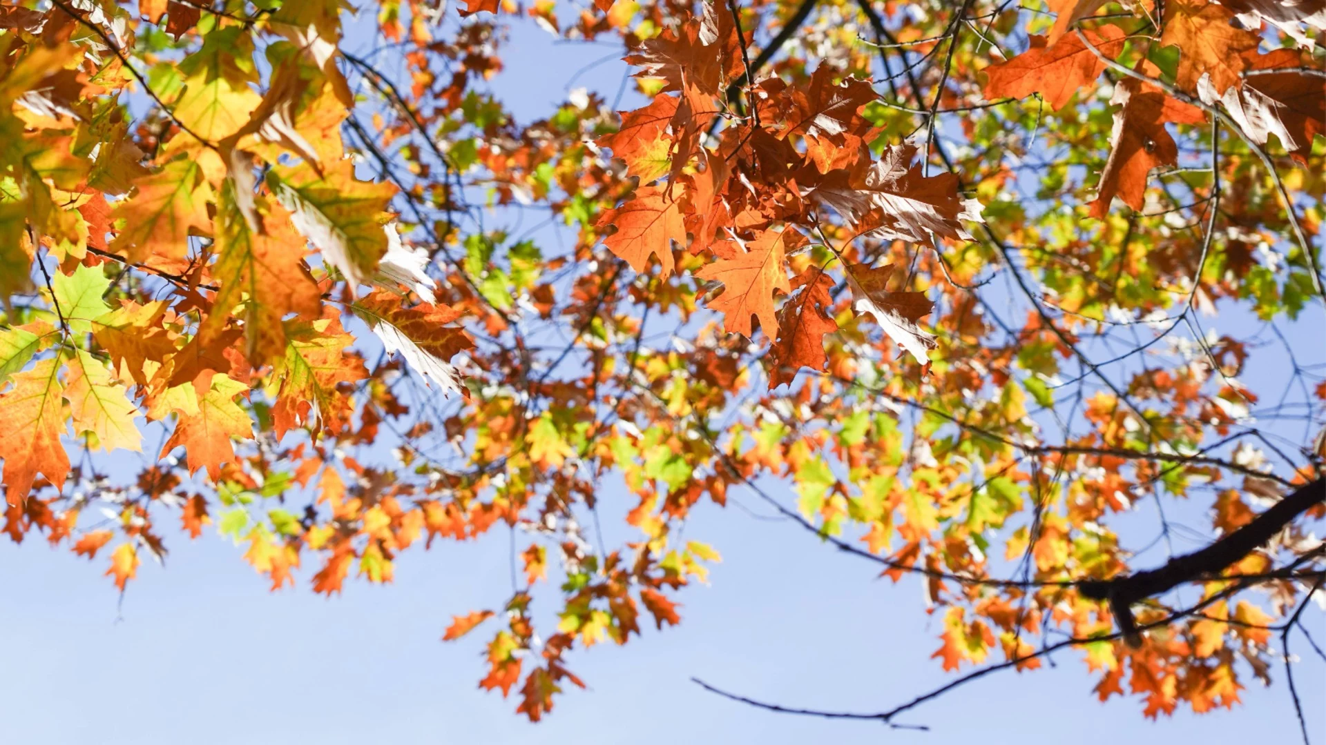 "Всеки има причина да се оплаква от времето": Синоптикът Николай Василковски с прогноза до Никулден