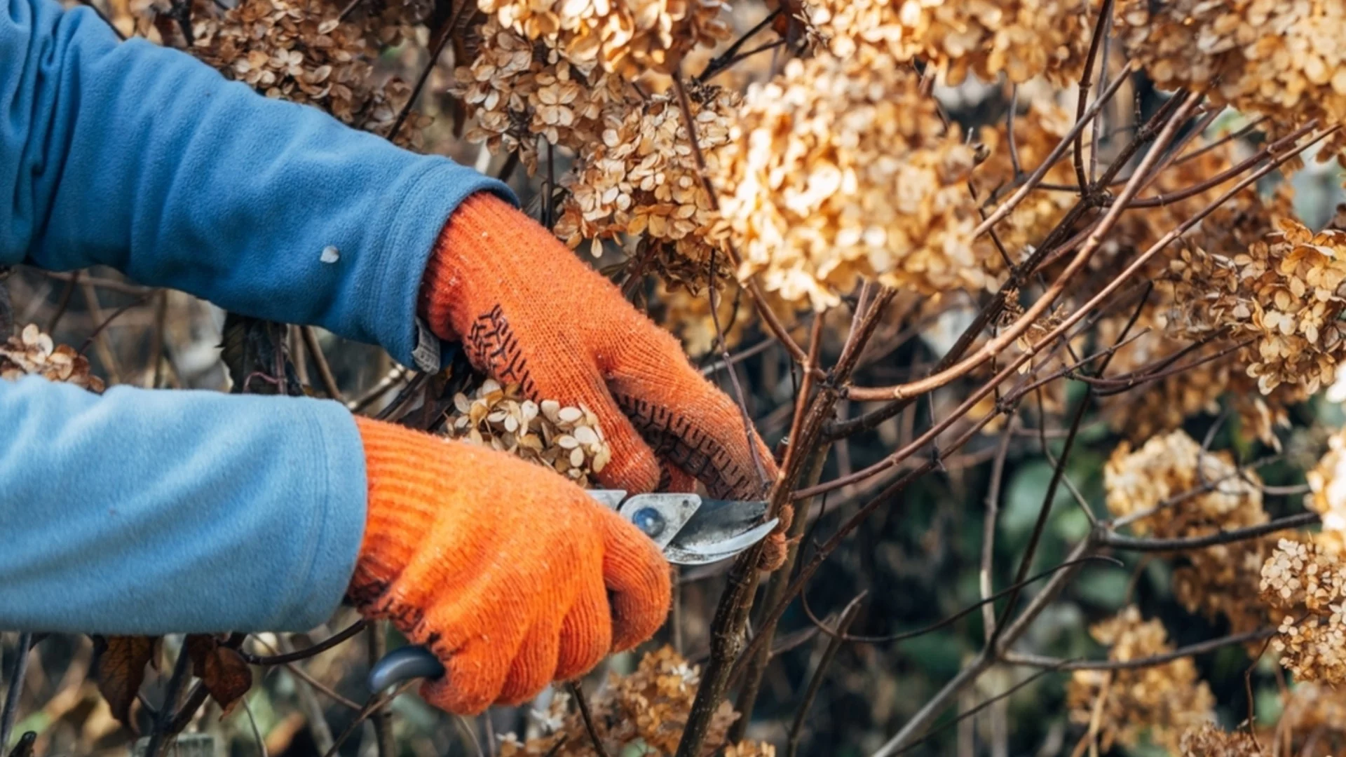 Tехника за подрязване, която предотвратява израстването на растението ви