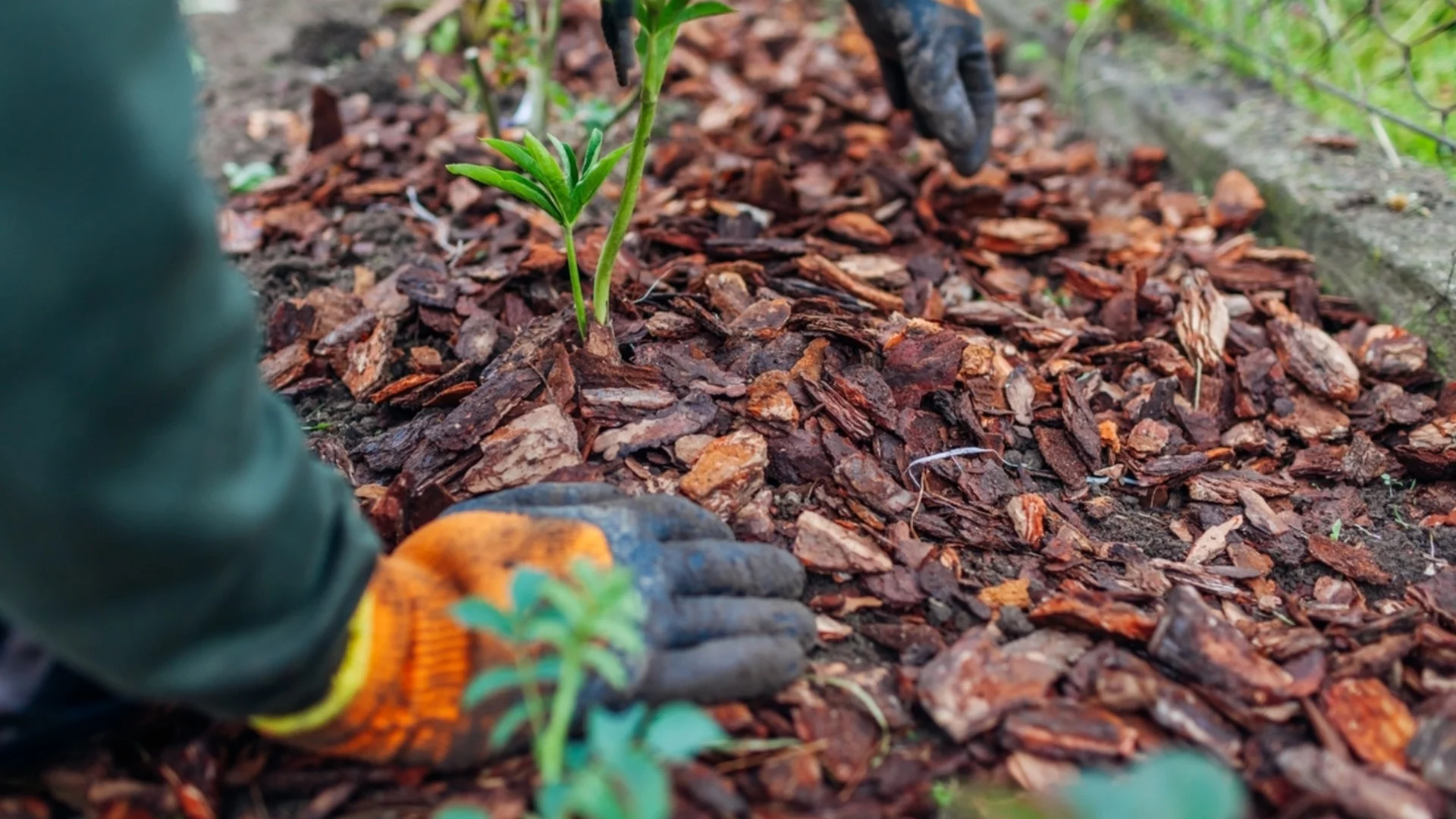 Избягвайте мулчирането на тези растения през зимата
