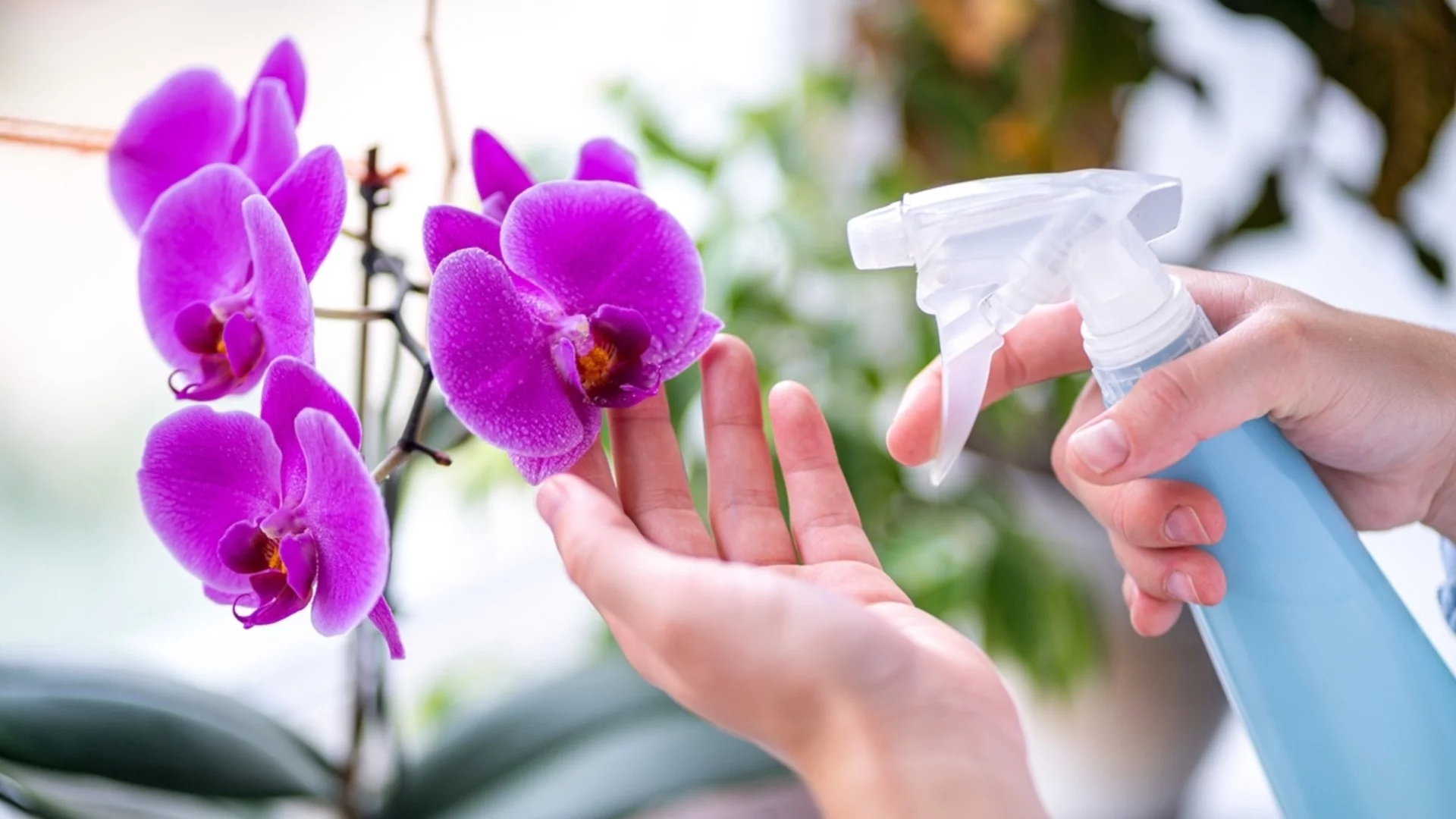 Как да накарате орхидеята да цъфти през зимата  