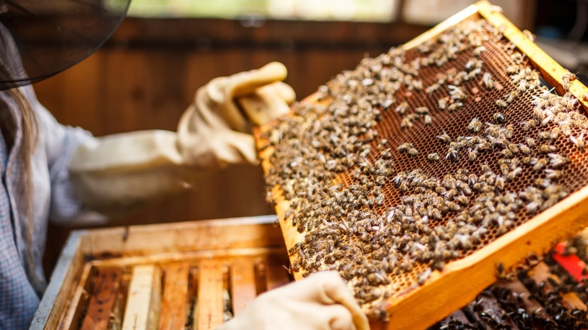 Българските пчелари в безизходица, ядем спорен китайски мед