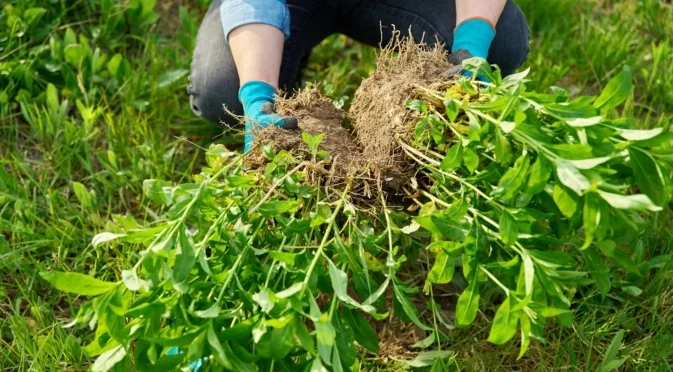 Как да разделите растенията без да нараните корените им