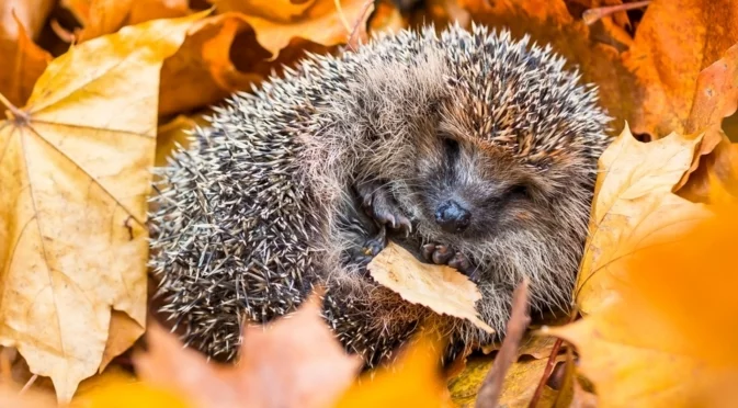 Идват ли отрицателните температури? Времето утре - 25 ноември 2025 г.