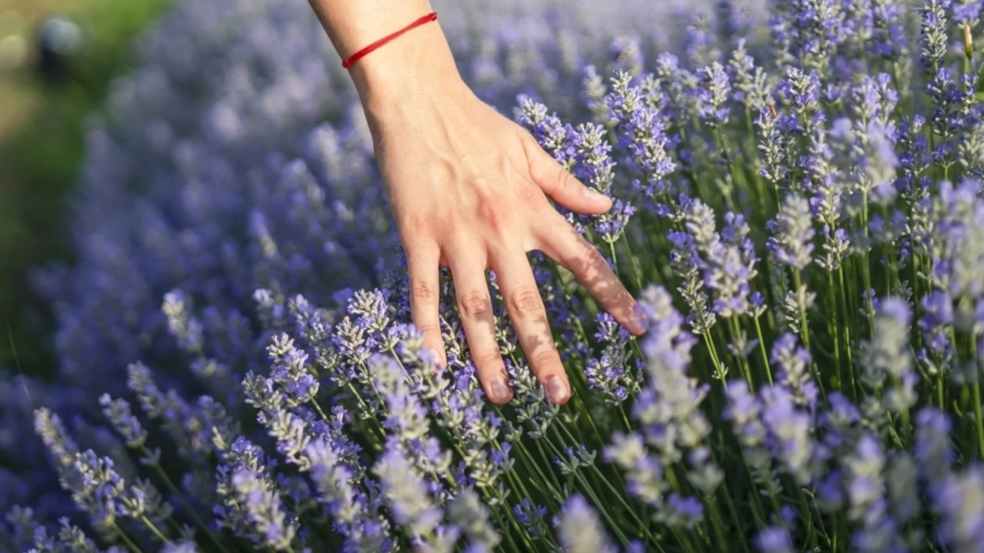 Подгответе лавандуловите си растения за зимата с едно просто допълнение към почвата  