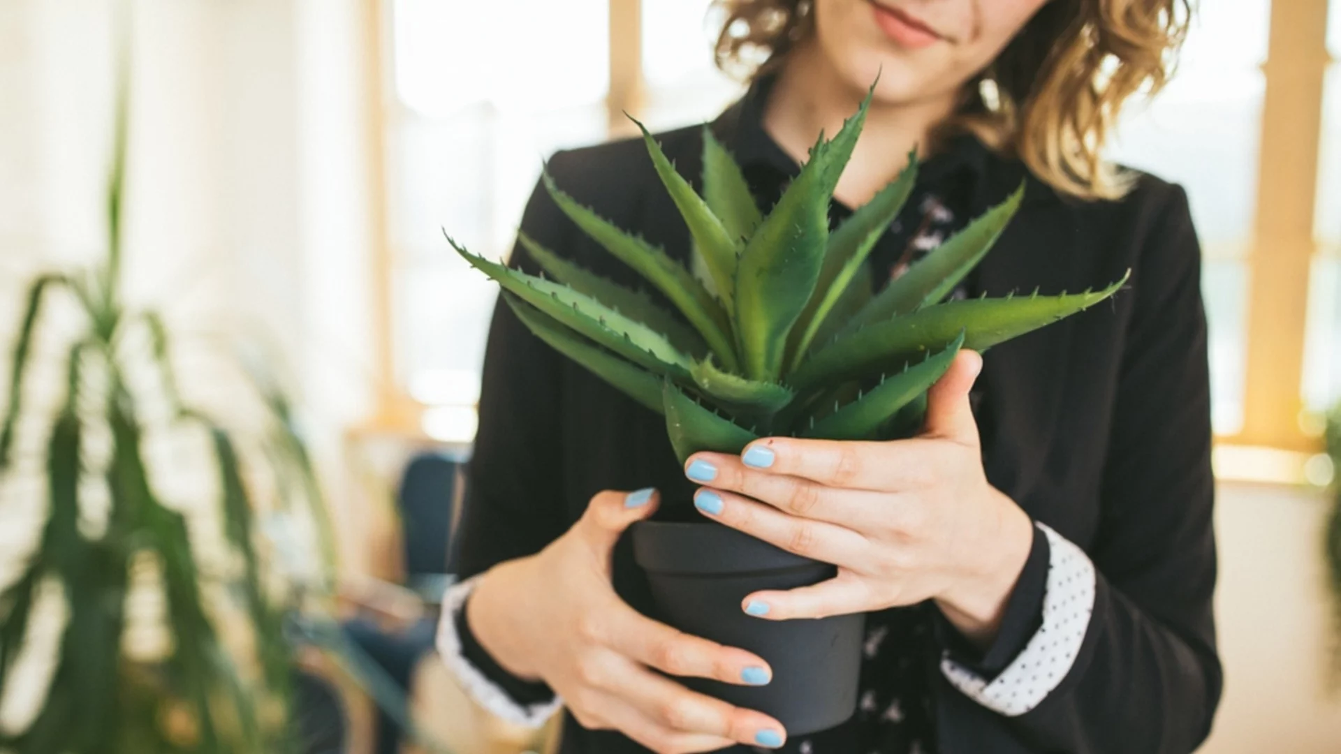 Защо трябва да държите растение алое вера близо до леглото ви през нощта