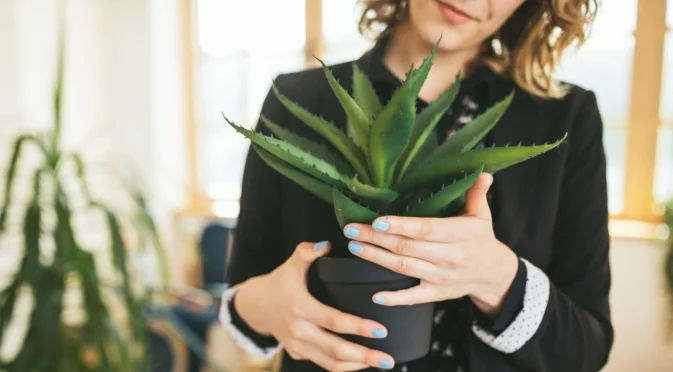 Защо трябва да държите растение алое вера близо до леглото ви през нощта
