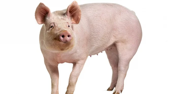 Свинско месо от бъдещето: Как се "взимат" пържоли, а прасетата остават живи