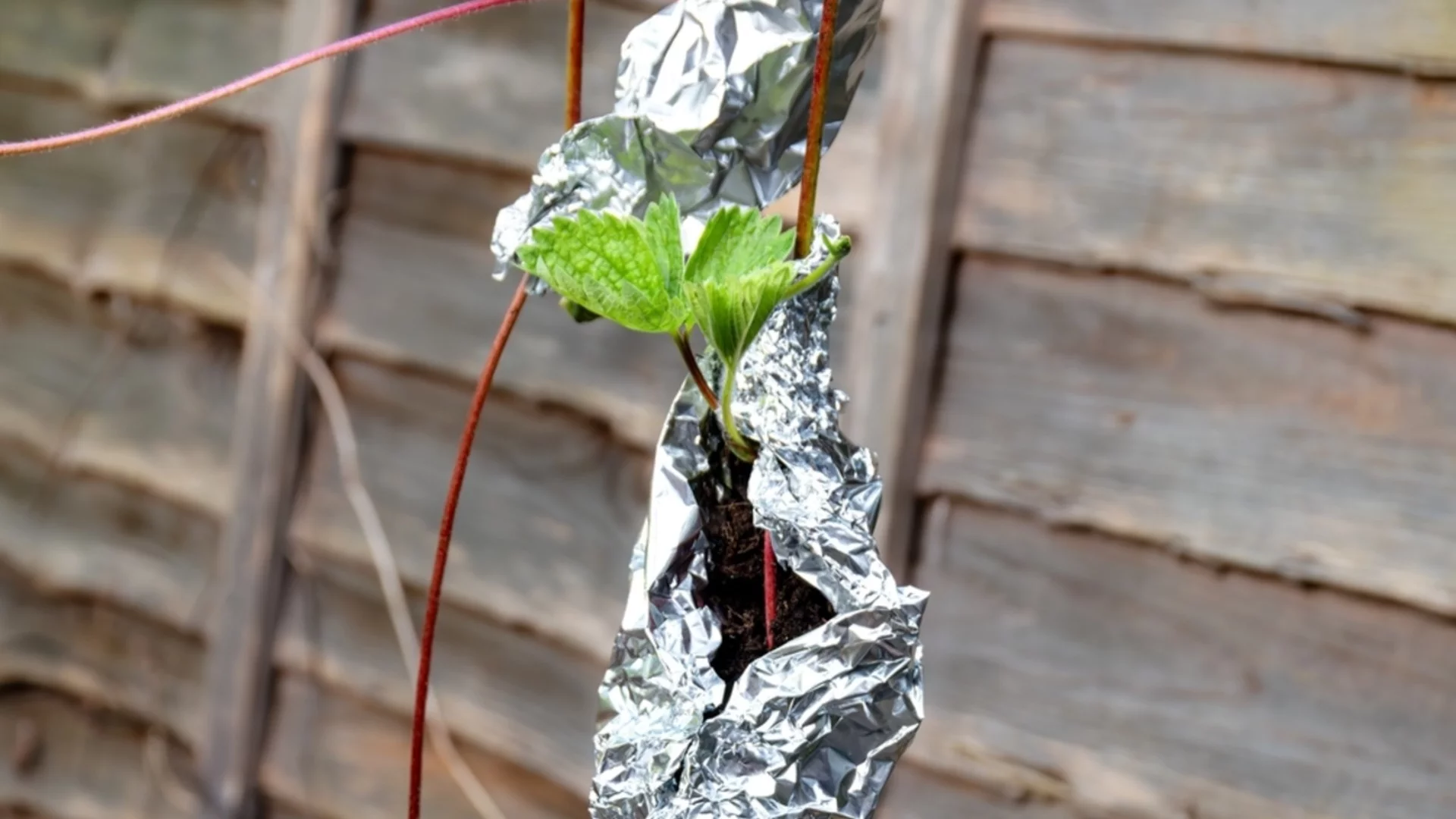 Увийте овошките преди зимата и няма да съжалявате - реколтата за следващата година ще бъде по-голяма, отколкото си мислите