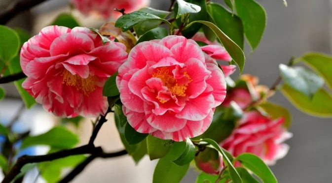 Това е растението на тихото щастие: Носи късмет и любов