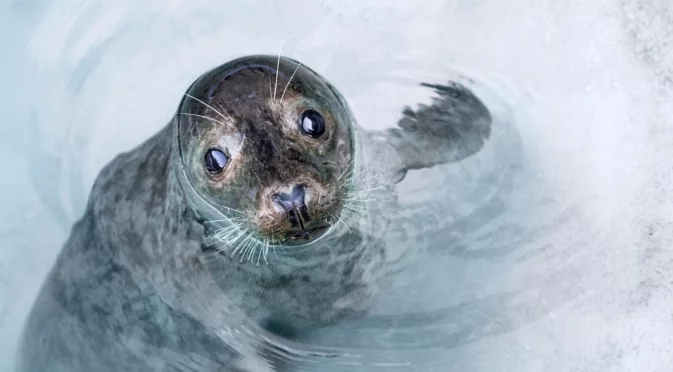Тюлен се спасява на борда на лодка след преследване от косатки (ВИДЕО)