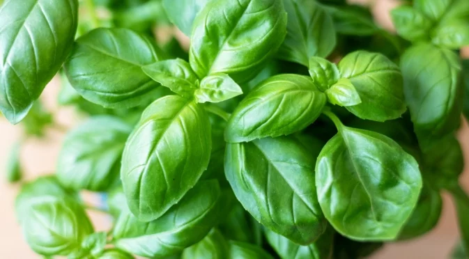 Най-добрите билки за отглеждане на закрито през зимата