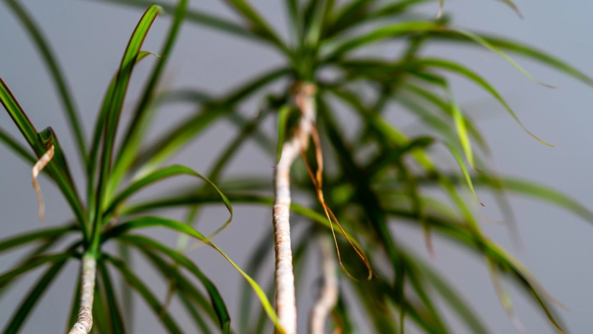 Защитете тропическите си стайни растения през зимата с този хитър трик 