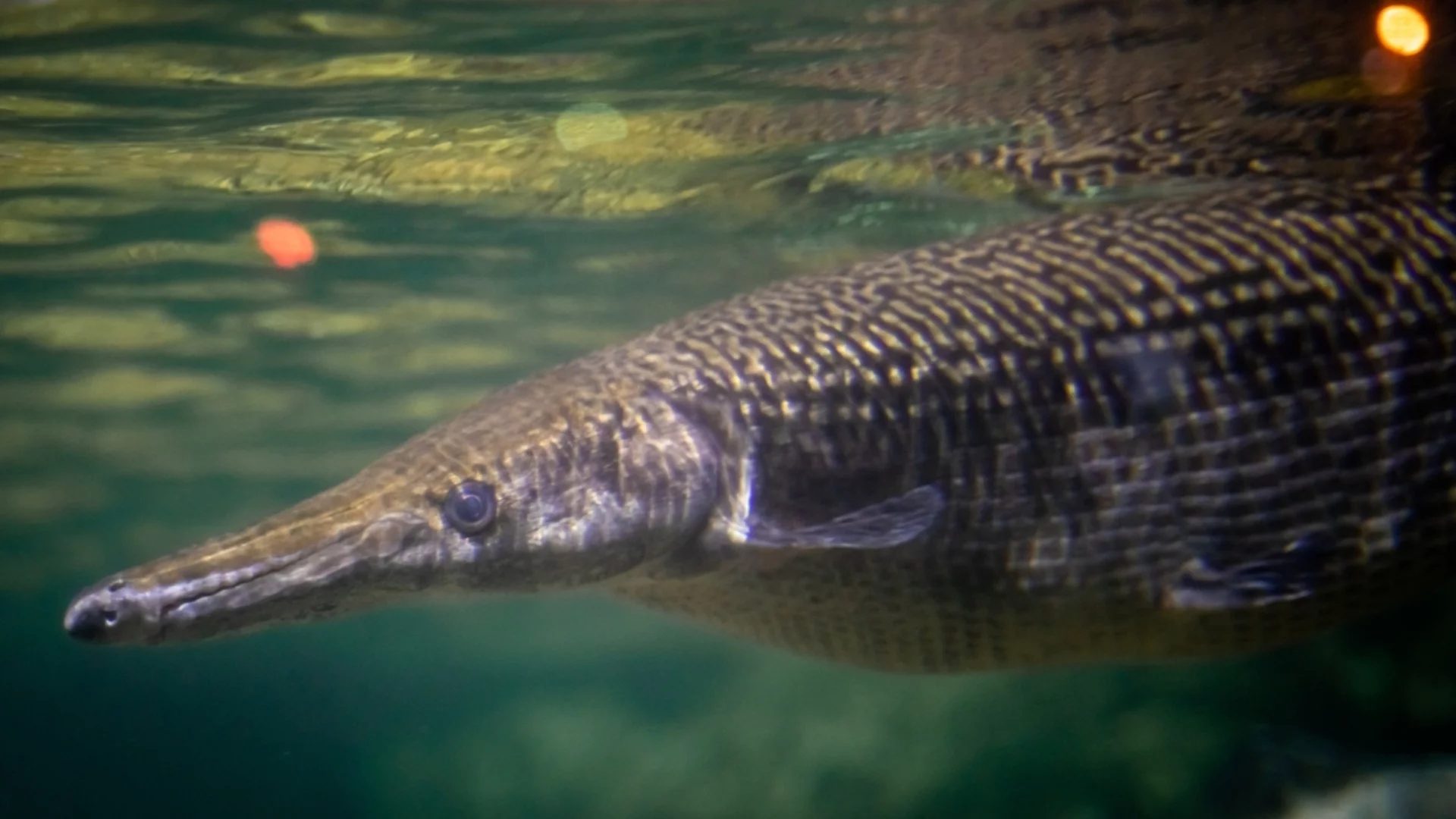 Опитват се да спасят от изчезване риба, стара колкото динозаврите