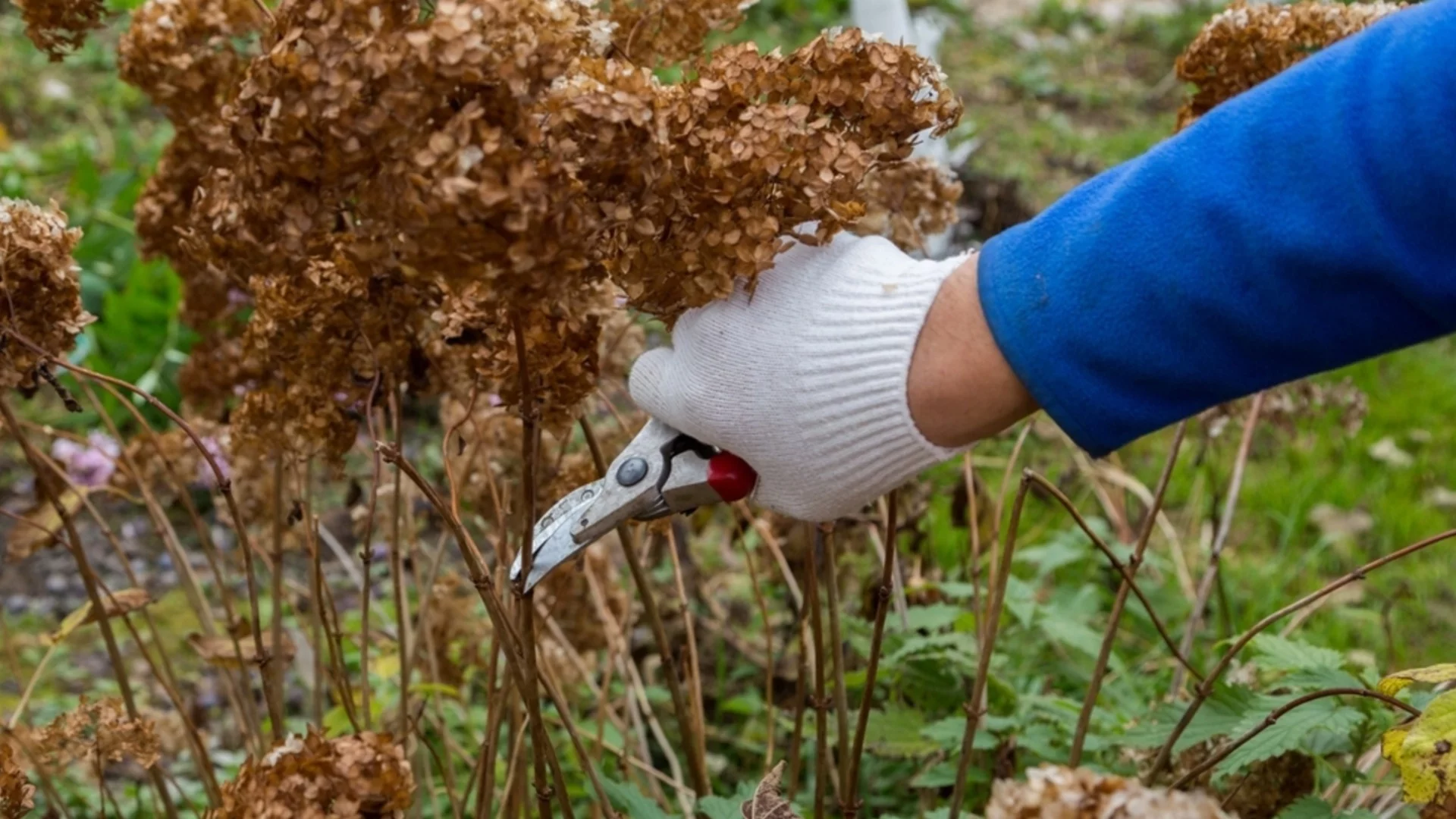Забравете за ножиците: Има по-добър и по-лесен начин за подрязване на храсти