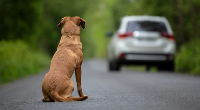 Утре Близнаци, Скорпион + още 2 зодии ще тичат като „куче след каруца“, без да стигнат никъде
