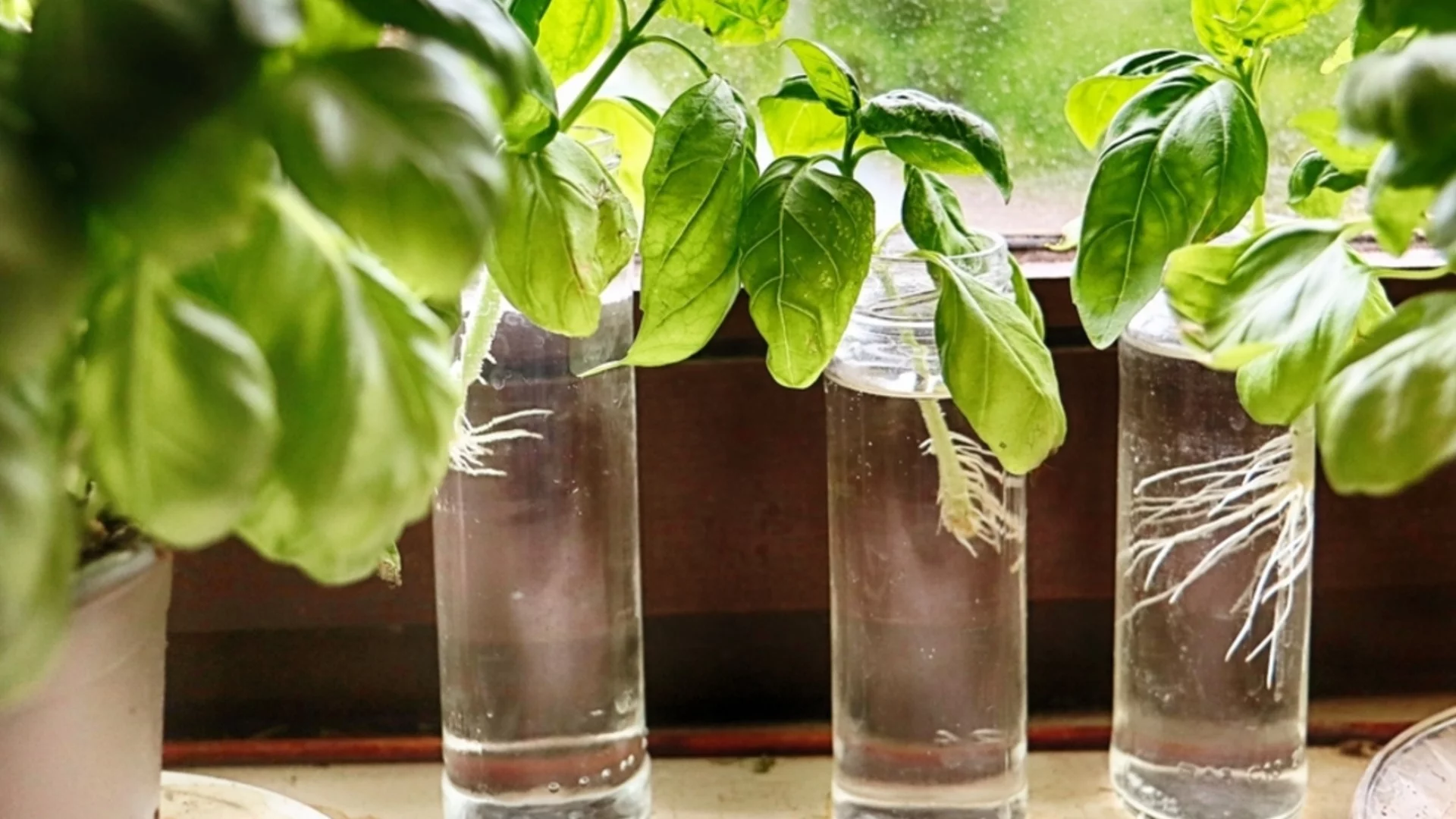 Как да отглеждате пресен босилек в стара бутилка за вашата кухненска билкова градина  