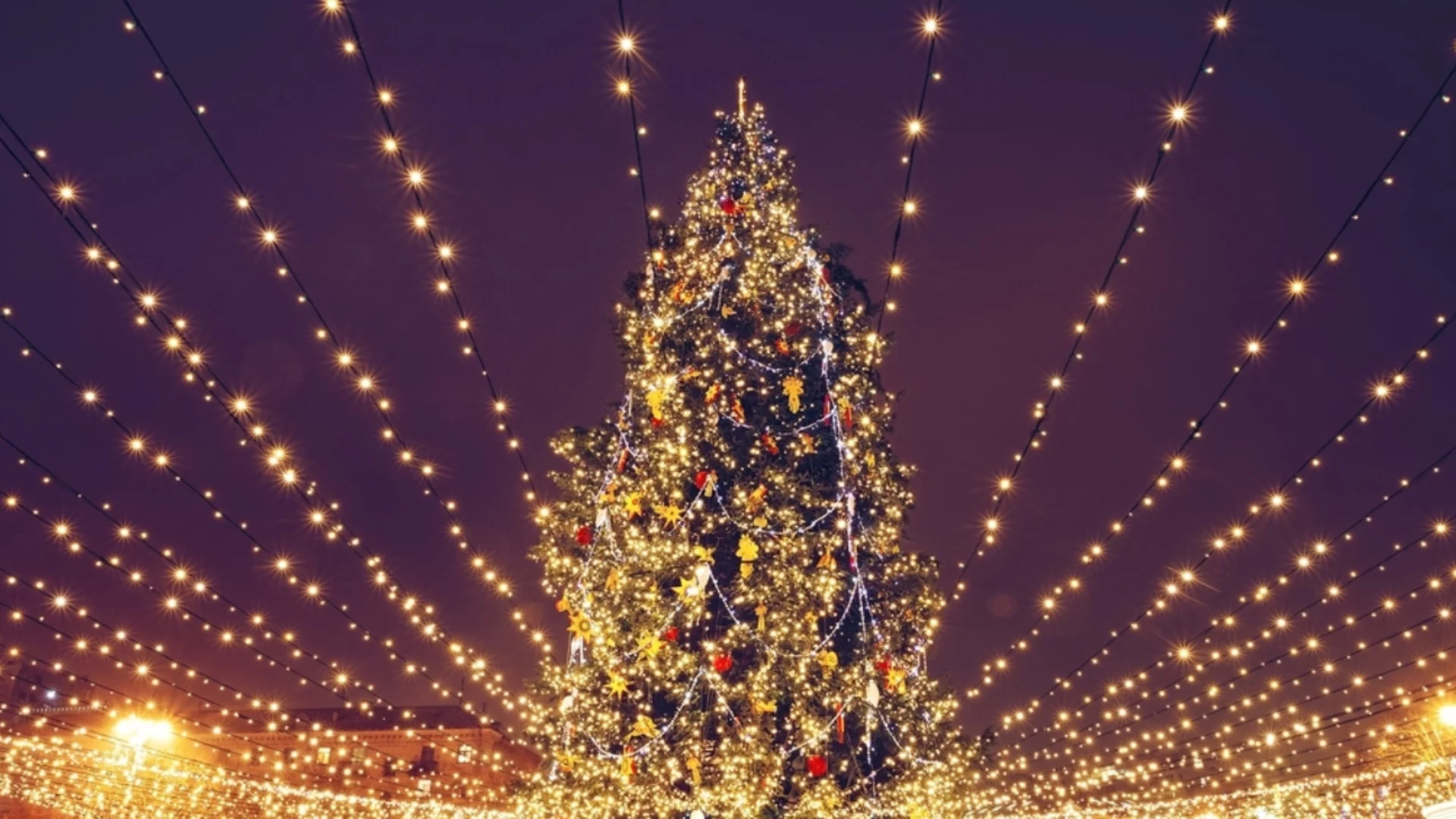 Грейна най-високото коледно дърво в света (ВИДЕО)