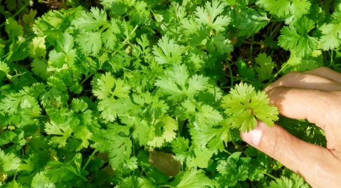 Как правилно да поливате кориандъра си за по-здраво растение  