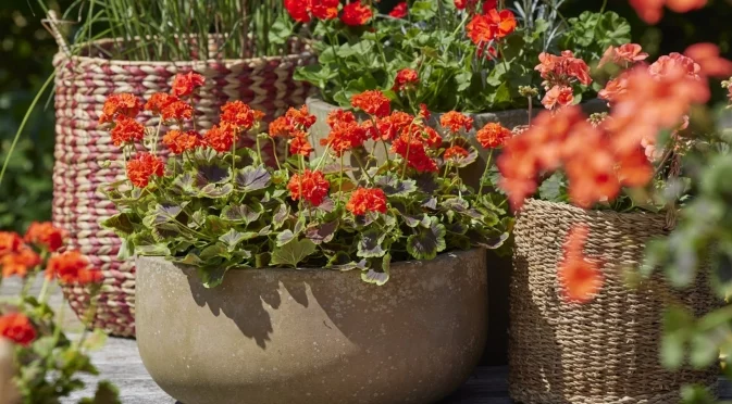 Растения, които можете да размножавате през зимата