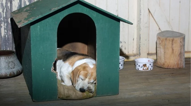 Подслон за четириноги: Поставят къщички за бездомни кучета във Видин