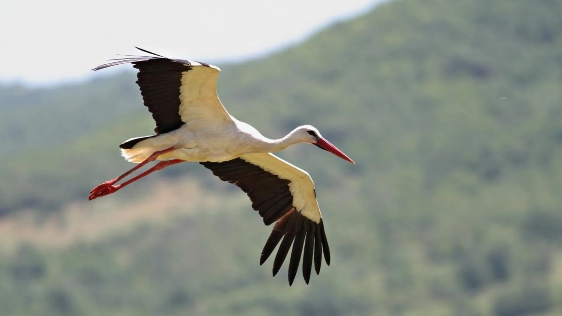 Как щъркелите преминават Сахара и се ориентират без карта