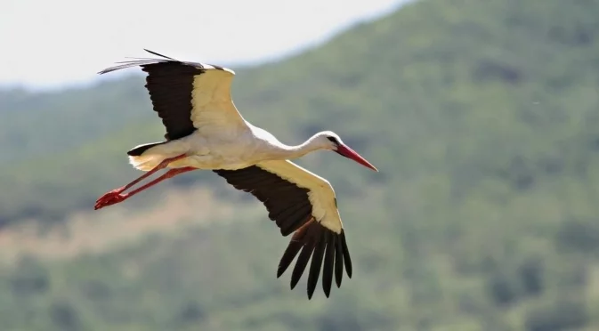 Как щъркелите преминават Сахара и се ориентират без карта