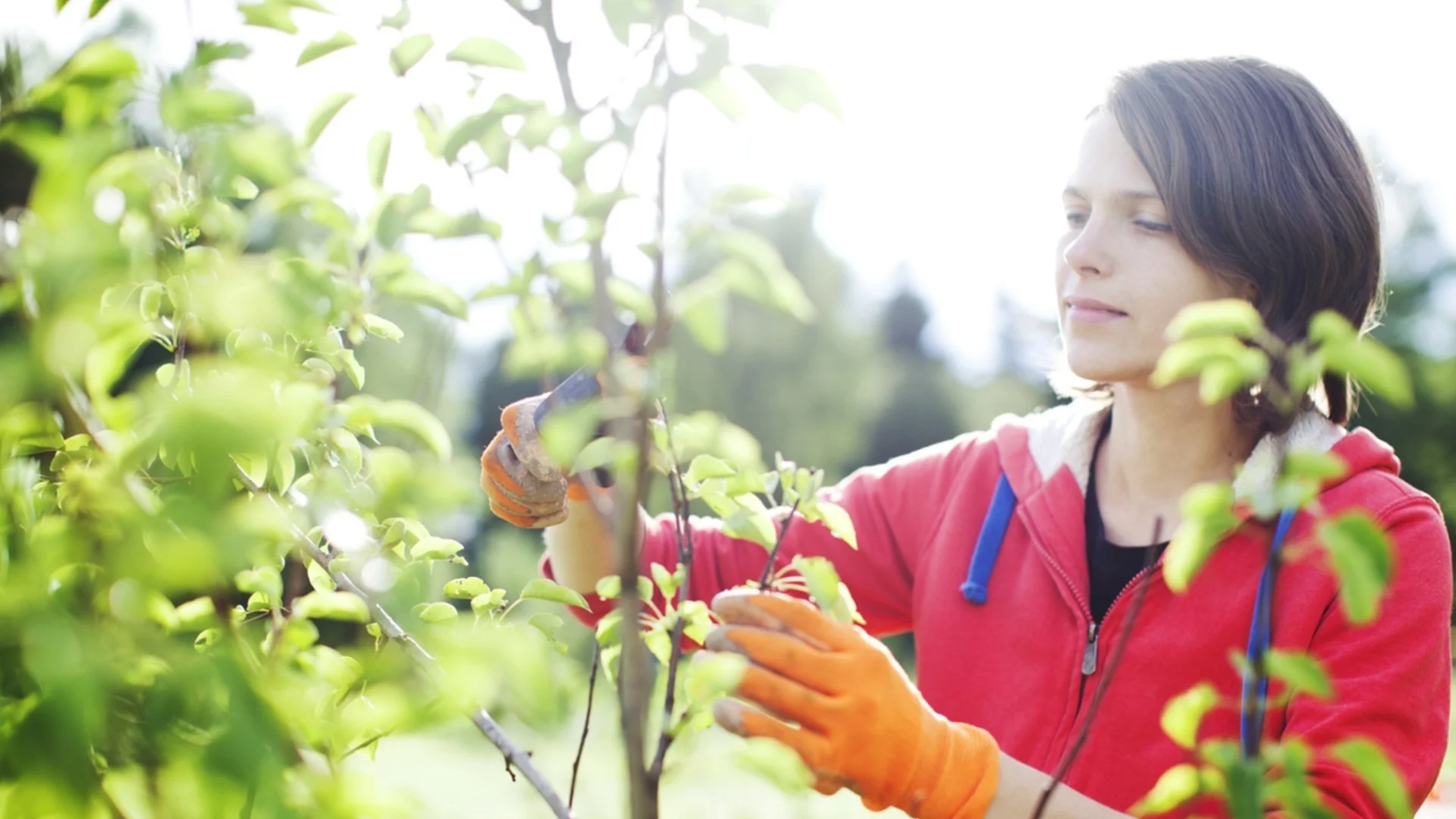 Как да подготвим овощните дръвчета за зимата в началото на декември