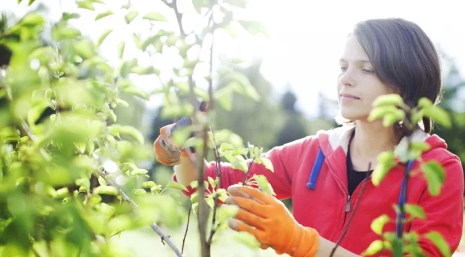 Как да подготвим овощните дръвчета за зимата в началото на декември