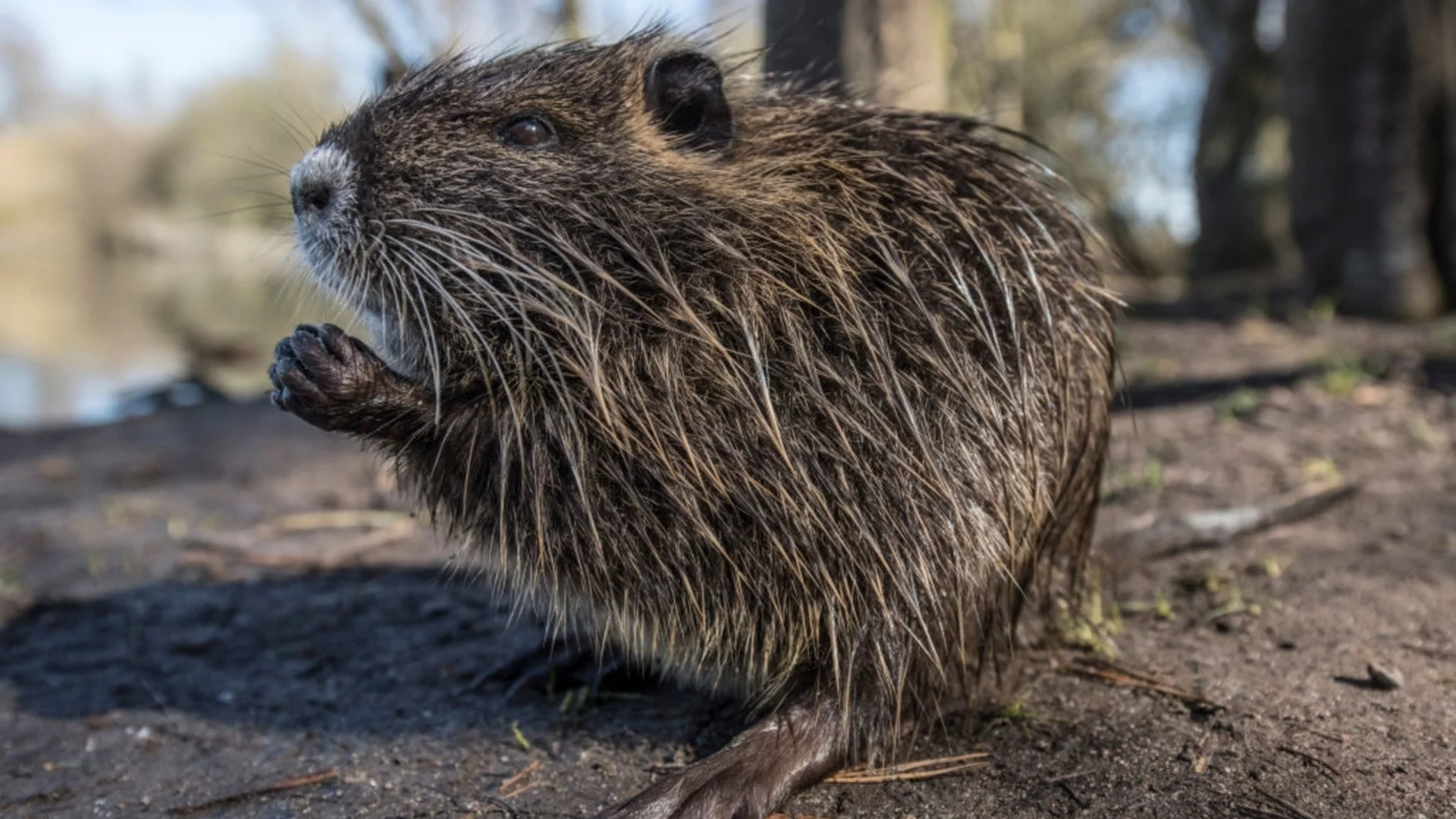 Как бобрите строят двустайни зимни жилища със собствена вентилационна система
