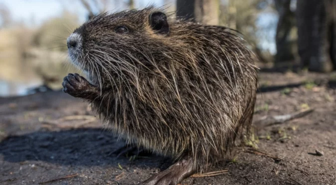 Как бобрите строят двустайни зимни жилища със собствена вентилационна система