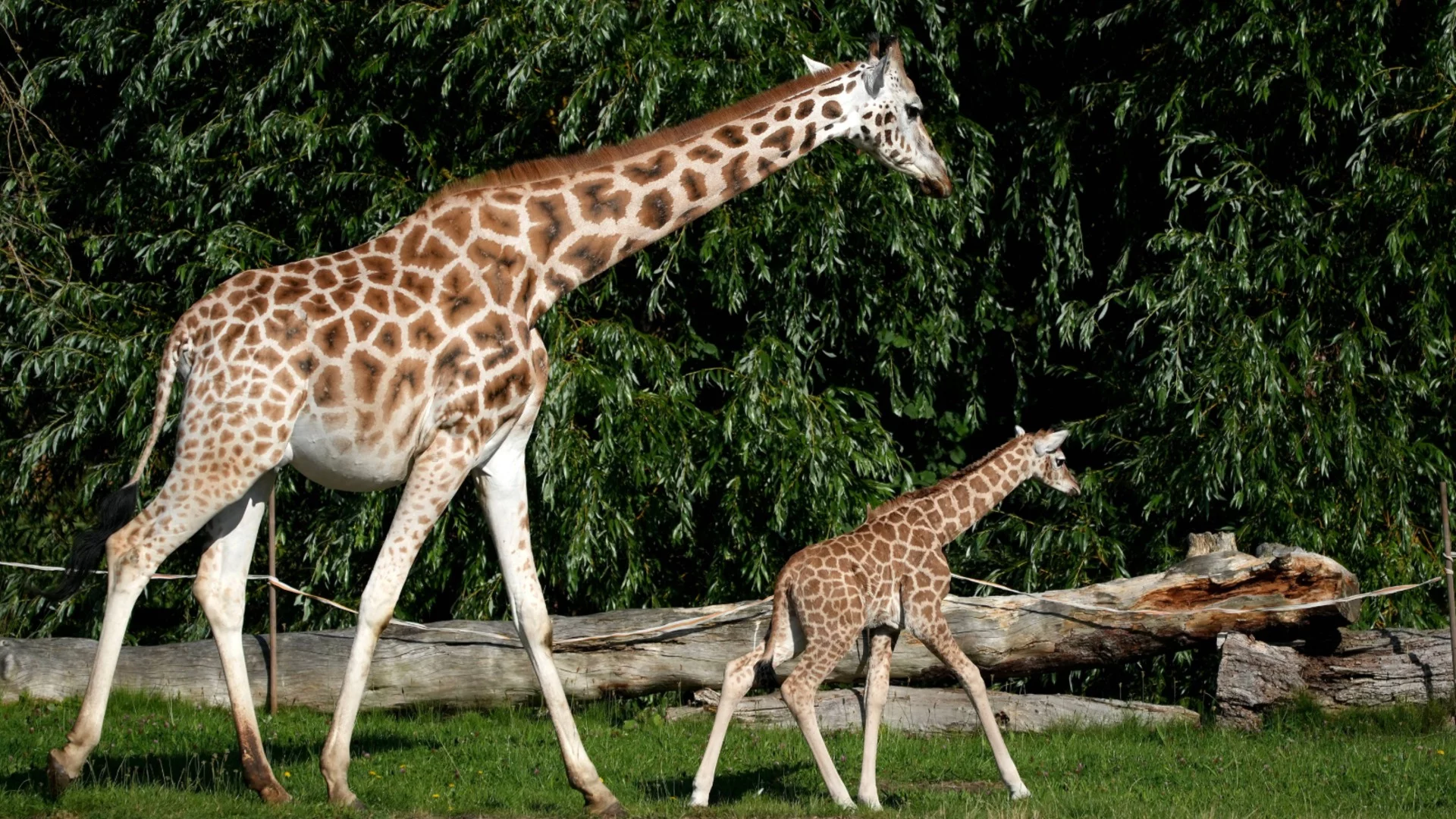 Кои животни оцеляват с по-малко от 2 часа сън на денонощие