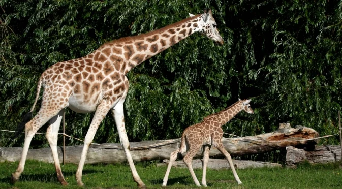 Кои животни оцеляват с по-малко от 2 часа сън на денонощие