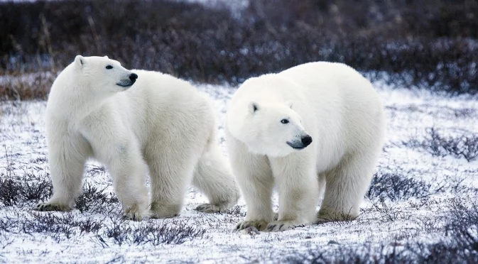 Защо белите мечки всъщност не са бели